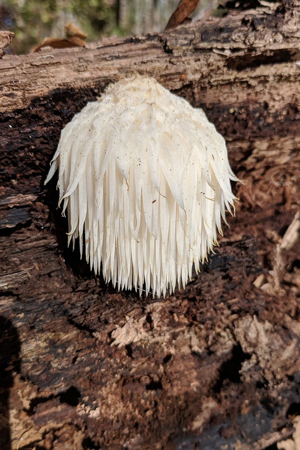 Lion's Mane Mushroom