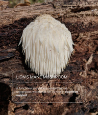 Lion's mane mushroom, a key ingredient in iLLPiLL MicroDose Calm, with text describing its researched role in cognitive support