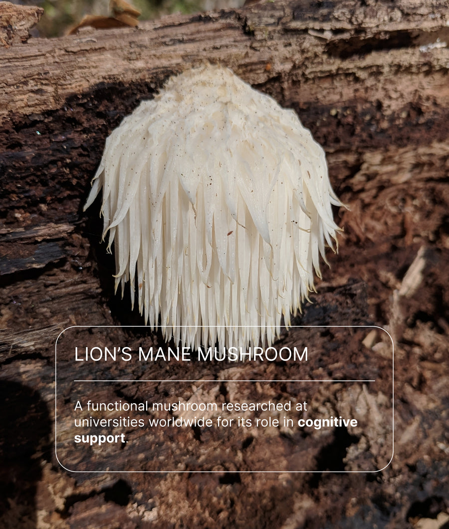 Lion's mane mushroom, a key ingredient in iLLPiLL MicroDose Calm, with text describing its researched role in cognitive support