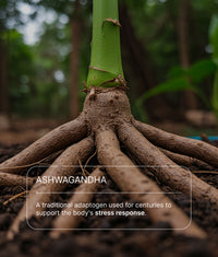 Close-up of an ashwagandha root, a key ingredient in iLLPiLL MicroDose Sleep, with text describing it as an adaptogen that supports the body's stress response