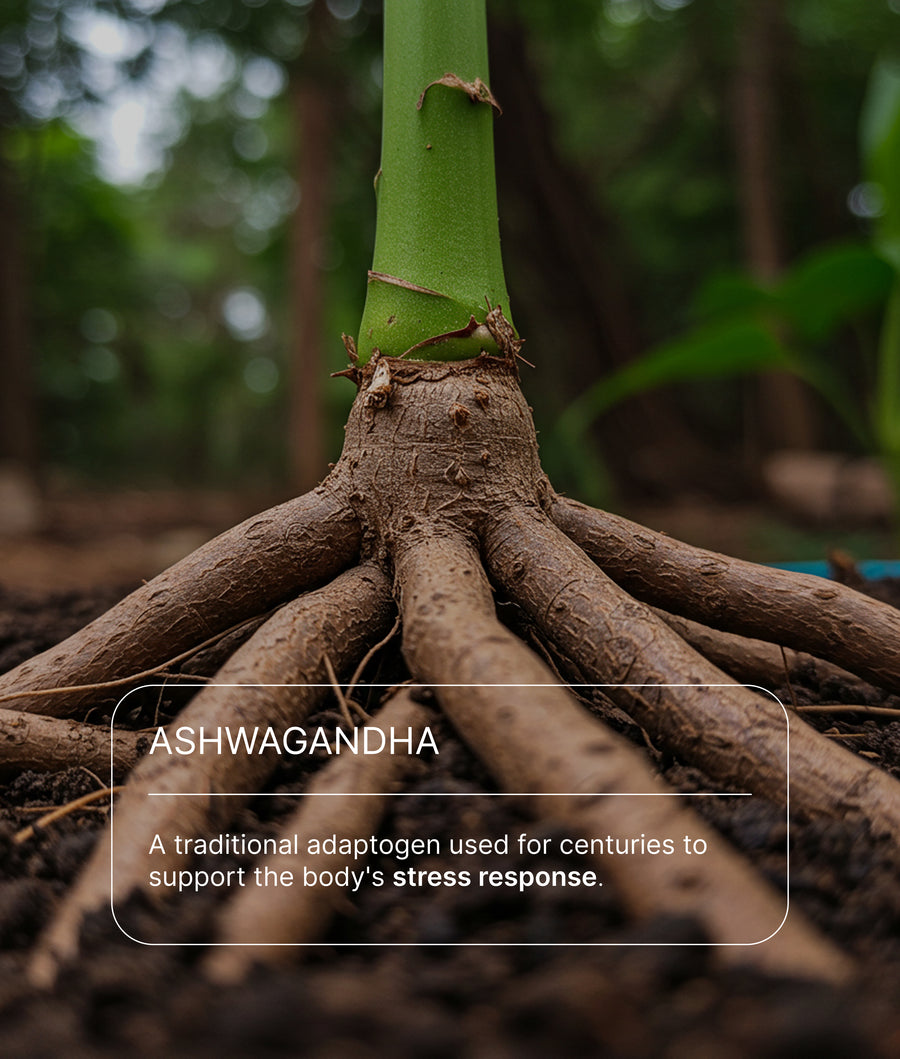 Close-up of an ashwagandha root, a key ingredient in iLLPiLL MicroDose Sleep, with text describing it as an adaptogen that supports the body's stress response
